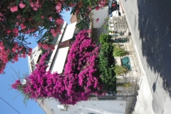 DSCF2257